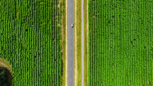 Full frame shot of green leaf