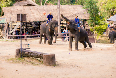 Group of people riding elephant