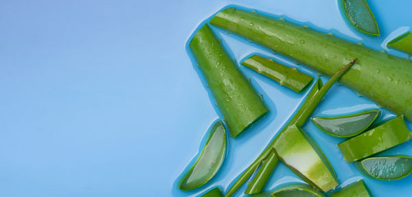 High angle view of plant against blue background