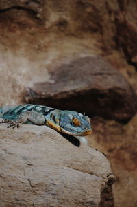 Close-up of lizard on rock