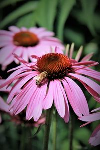 Close-up of pink coneflower blooming outdoors