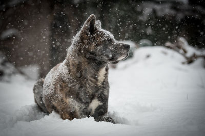 Close-up of akita dog in snow