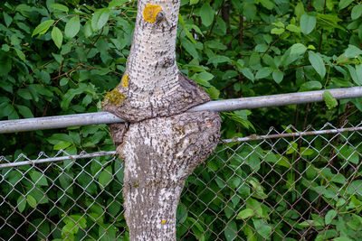 Close-up of chainlink fence on tree