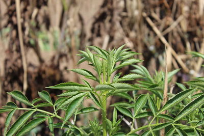 Close-up of fresh green plant in field