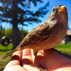 Close-up of cropped hand