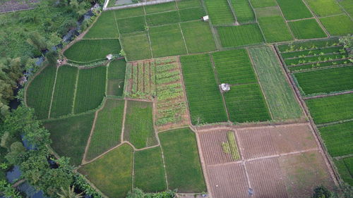 High angle view of agricultural field