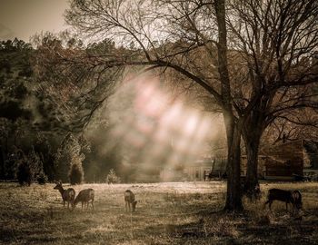 Bare trees on grassy field