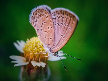Close-up of butterfly pollinating on flower