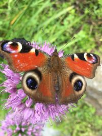 Close-up of butterfly on flower