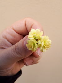 Close-up of hand holding rose flower