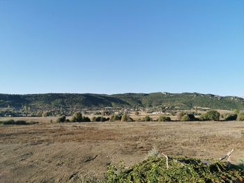 Scenic view of field against clear blue sky