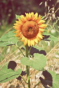 Close-up of sunflower