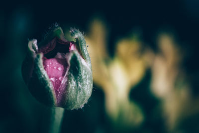 Close-up of pink rose