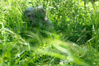 Close-up of grass on field