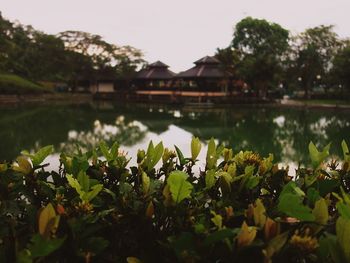 Lotus water lily in lake against sky