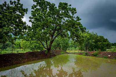 Scenic view of lake amidst trees against sky