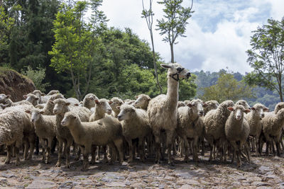 View of llama and flock of sheep