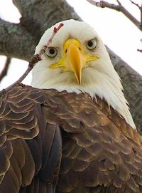 Close-up of two birds