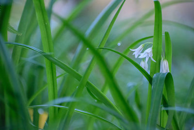 Close-up of white flower blooming outdoors