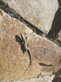 High angle view of lizard on rock