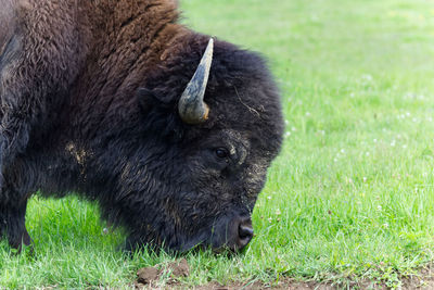 Close-up of horse grazing on field