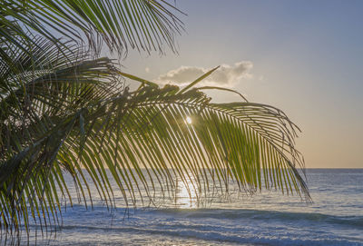 Palm tree by sea against sky