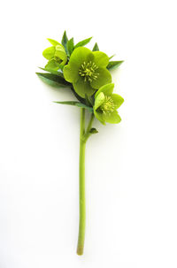 Close-up of plant against white background