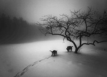 bare tree