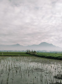 Scenic view of agricultural field against sky