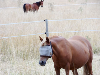 Horse standing in ranch