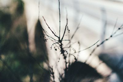 Close-up of plant against blurred background