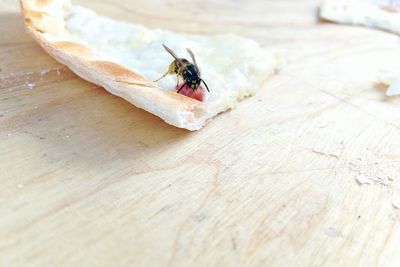 Close-up of fly on table