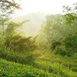 Scenic view of grassy field