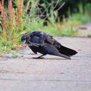 Close-up of bird perching on rock