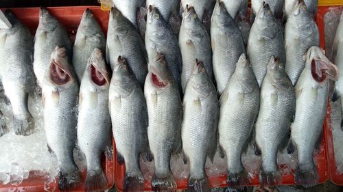 Close-up of fish in market