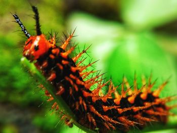 Close-up of insect on plant