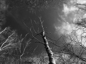 Low angle view of tree against sky
