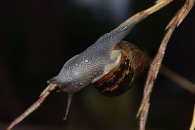 Close-up of snail on leaf