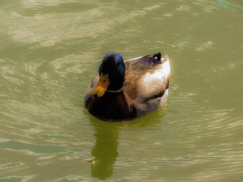 High angle view of duck swimming in lake