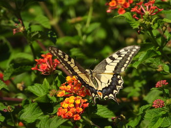 Close-up of butterfly pollinating on flower