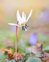 Close-up of white flower on plant at field