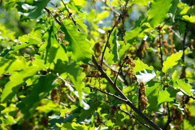 Close-up of a tree