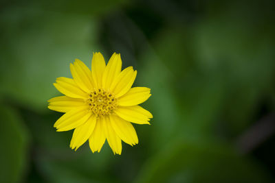 Close-up of yellow flowering plant