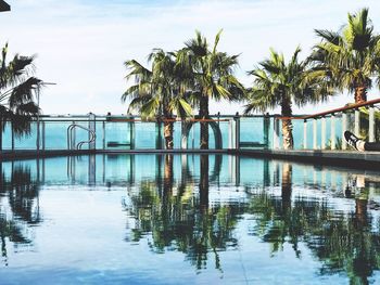 Palm trees by swimming pool against sky