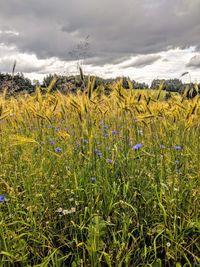 Scenic view of field against sky