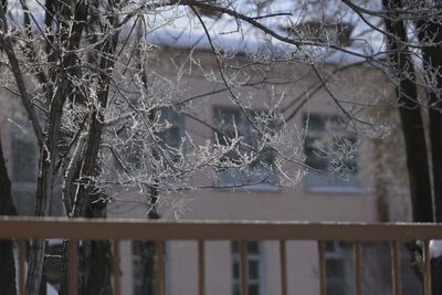 Close-up of frozen bare tree against window