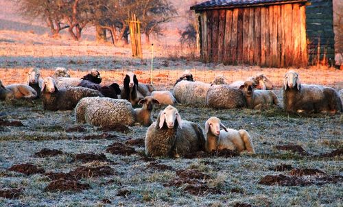 Flock of sheep resting on field