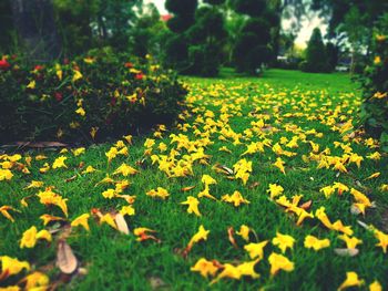 Close-up of yellow flowers on grass