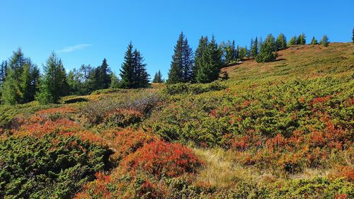 Trees growing in forest against sky during autumn