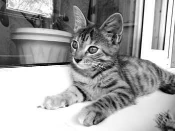 Close-up of a cat looking away